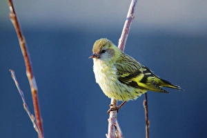 Images Dated 27th May 2015: A Pine Sisken (Carduelis pinus) Male
