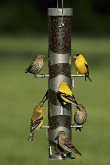 Feeder Prints: Pine Siskins (Carduelis pinus) & American Goldfinches (Carduelis tristis) on feeder, IL