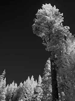 Infrared Prints: Pine and spruce. In the Sierra Nevada Mountains near Sierraville