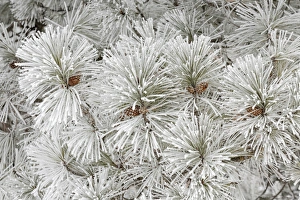 Crystal Prints: Pine tree with heavy frost crystals, Kalispell, Montana