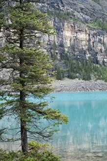 Pine tree overlooking Moraine Lake, Banff National Park, Canada