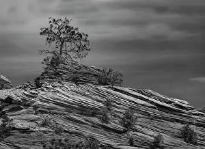 Adversity Prints: Pine tree struggles for existence atop a rock pile in Zion National Park