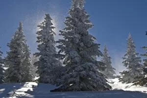 Images Dated 15th December 2007: Pine Trees covered with snow