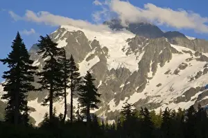 Images Dated 21st July 2008: Pine trees silhouetted against Mtn Shuksan in the North Cascades of Washington