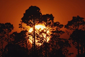 Everglade Prints: Pine trees silhouetted at sunrise, Everglades National Park, Florida