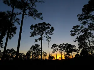 Images Dated 15th November 2023: Pine trees at sunset in J.W. Corbett Wildlife Management Area near West Palm Beach