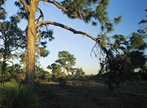 Wood Land Prints: Pine trees at sunset, Oscar Scherer State Park, Florida, December
