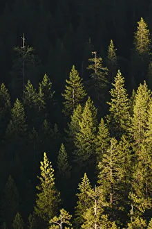 Granite Prints: Pine trees at sunset, Yosemite National Park, California