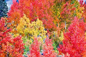 Images Dated 3rd October 2008: Pine trees among Yellow, Orange