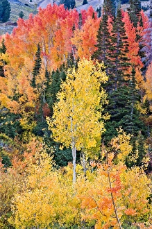 Pine trees among Yellow, Orange, and Red Aspens, Little Cottonwood Canyon, near Alta Ski Resort
