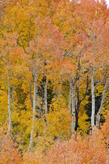 Pine trees among Yellow, Orange, and Red Aspens, Little Cottonwood Canyon, near Alta Ski Resort