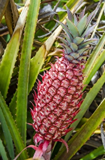 Pineapple Prints: Pineapple plants Dole Plantation, Wahiawa, Oahu, Hawaii