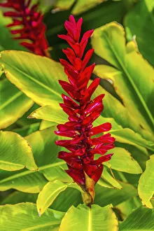 Shrub Prints: Pinecone ginger, Moorea, Tahiti, French Polynesia. Native to Malaysia