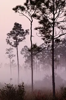 Images Dated 12th January 2011: Pines silhouetted in mist at sunrise Everglades National Park, Florida