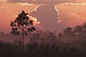 Images Dated 12th January 2011: Pines silhouetted at sunrise Everglades National Park, Florida
