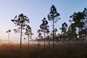 Pines silhouetted at sunrise Everglades National Park, Florida