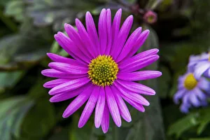 Images Dated 2021 April: Pink Alpine Aster blooming. Native to mountains in Europe