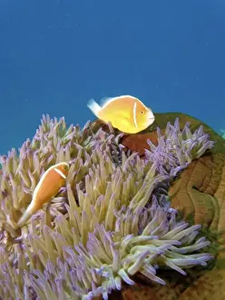 Images Dated 28th January 2008: Pink Anemonefish ( Amphiprion perideraion ) in Anemone, Agincourt Reef, Great Barrier Reef