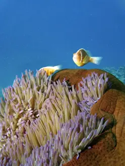 Barrier Reef Prints: Pink Anemonefish ( Amphiprion perideraion ) in Anemone, Agincourt Reef, Great Barrier Reef