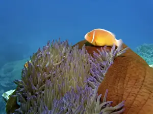 Images Dated 28th January 2008: Pink Anemonefish ( Amphiprion perideraion ) in Anemone, Agincourt Reef, Great Barrier Reef