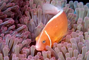Images Dated 12th July 2006: Pink Anemonefish and Anemone