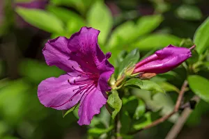 Images Dated 22nd January 2021: Pink Azalea