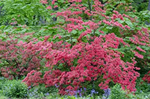 Rhododendron Prints: Pink Azalea Bush at Arnold Arboretum heralds springtime