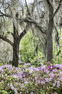 Images Dated 27th February 2018: Pink azalea bush and Live Oak trees with Spanish Moss, Florida, USA