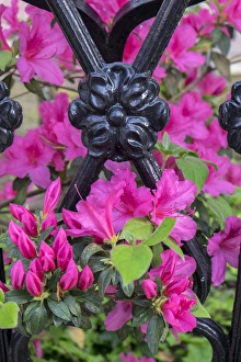Ericaceae Prints: pink Azalea, wrought iron fence, Charleston, South Carolina, USA