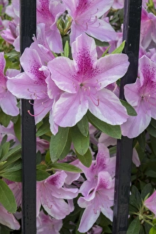 pink Azalea, wrought iron fence, Charleston, South Carolina, USA