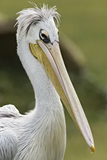 Pink-backed Pelican
