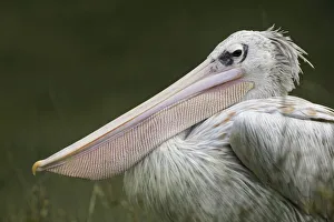 Pink-backed Pelican