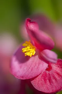 Images Dated 3rd September 2019: Pink begonia, USA