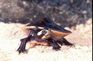 David Northcott Prints: Pink-bellied Sideneck Turtle, Emydura subglobossa, Native to New Guinea