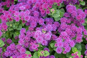 Weed Prints: Pink Billygoat Weed, USA