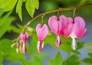 Images Dated 11th May 2019: Pink bleeding heart blossoms