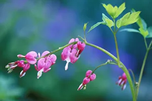 Bleeding Heart Prints: Pink bleeding hearts in garden