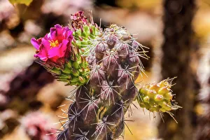 Cacti Prints: Pink blossom Cane Cholla Cactus, Sonora Desert Museum, Tucson, Arizona