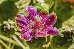 Silver Prints: Pink blossom chain fruit cholla, Desert Botanical Garden, Phoenix, Arizona
