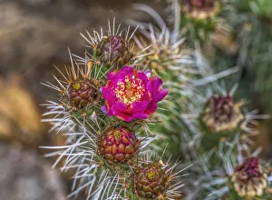 Delicate Prints: Pink blossom, Petrified Forest National Park, Arizona