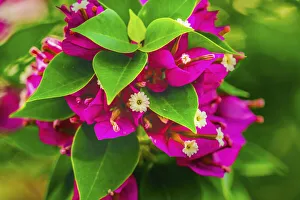 Oceania Prints: Pink bougainvillea closeup, Moorea, Tahiti, French Polynesia