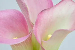 Images Dated 22nd March 2006: Pink Calla Lilies