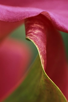 Sensuous Prints: Pink calla lily, close-up