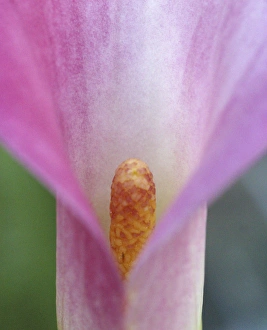 Images Dated 26th June 2005: Pink Calla Lily Closeup