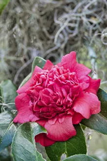 Images Dated 27th February 2018: Pink Camellia flower, USA