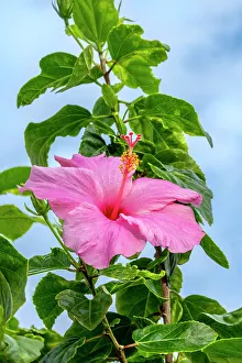 Malvaceae Prints: Pink Chinese hibiscus