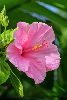 Malvaceae Prints: Pink Chinese hibiscus