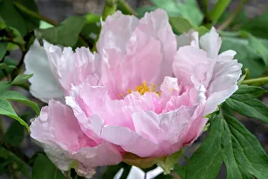 Pink Chinese peony