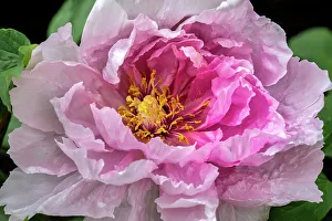 Stigma Prints: Pink Chinese peony