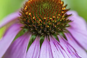 Echinacea Prints: Pink coneflower